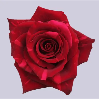 История и фотографии двухцветных роз для ценителей красоты