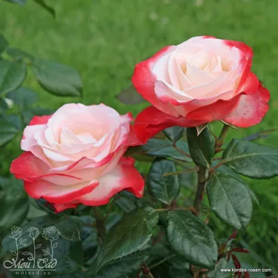 Удивительные розы двух оттенков ждут вас на странице (jpg, png, webp)