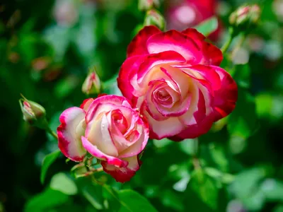 Фотографии роскошных двухцветных роз для вдохновения