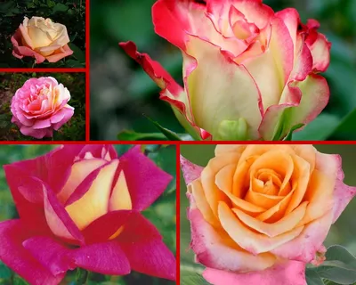 Уникальные картинки двухцветных роз в формате png