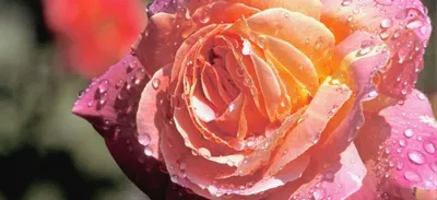 Фото сказочных двухцветных роз для вашего проекта