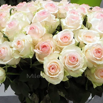 Фотографии прекрасных двухцветных роз для вашего вдохновения