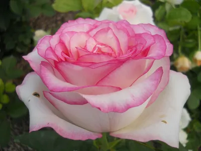 Элегантные изображения двухцветных роз в разных форматах