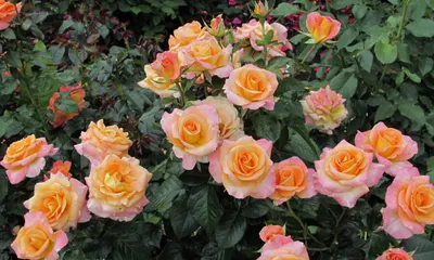 Уникальные фотографии двухцветных роз настраивают на романтический лад