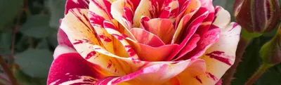 Соблазнительные изображения двухцветных роз для скачивания в webp