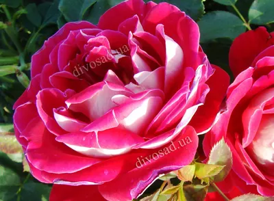 Фотки всевозможных двухцветных роз на выбор