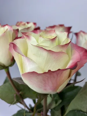 Прекрасные фотографии двухцветных роз, доступные в jpg