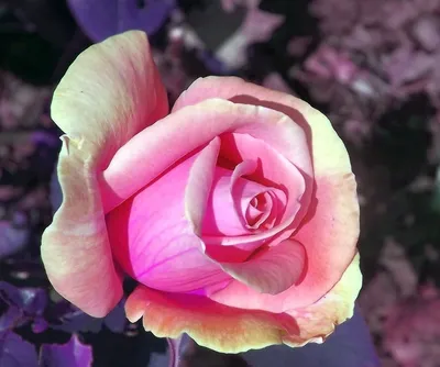 Фотографии цветочной красоты: двухцветные розы в формате webp