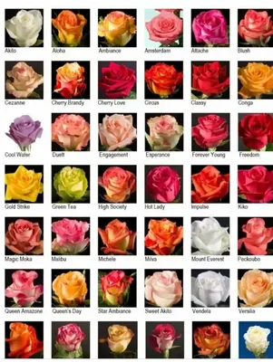 Фото роскошных двухцветных роз для всех любителей роз