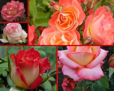 Фотографии прекрасных двухцветных роз разных размеров