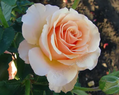 Фотографии нежных двухцветных роз для оживления вашего экрана