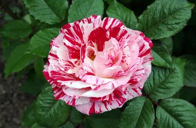 Изображения двухцветных роз, раскрывающие весь спектр красоты