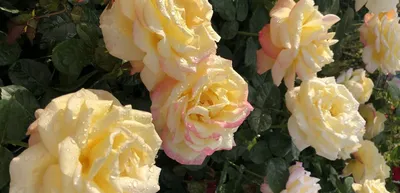 Фото двухцветных роз, которые оставят вам незабываемые впечатления