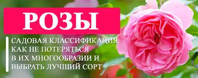Фотки изумительных двухцветных роз на любой вкус и формат скачивания
