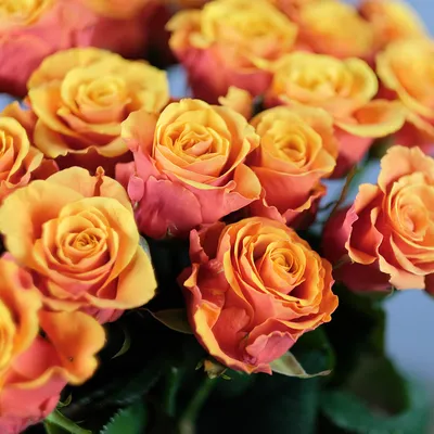 Роскошные двухцветные розы на ваших обоях (jpg, png, webp)