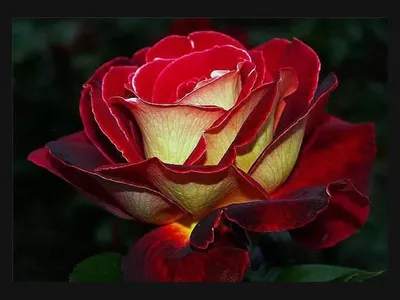 Фотки двухцветных роз для любителей роз разных форматов