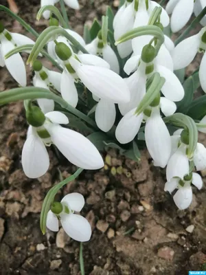 Скачать бесплатно арт-фото весенней природы