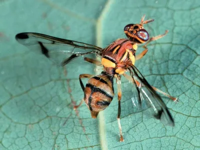 Фото мухи для скачивания в JPG, PNG, WebP