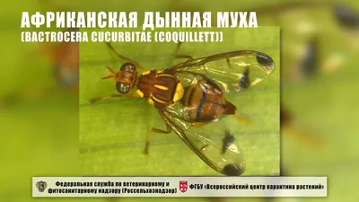 Фото мухи с уникальными особенностями