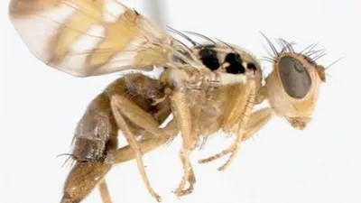 Фото мухи с подробным описанием ее анатомии
