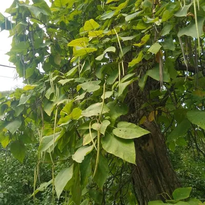 Уникальная картина природы: дынное дерево на фото