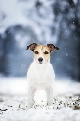 Собаки породы Джек-рассел-терьер: фото и картинки