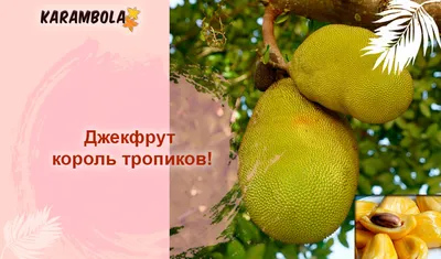 Свежие фото Джекфрут дерева: скачивайте в формате PNG