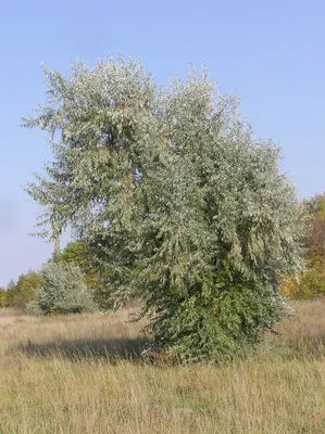 Загадочные фоны джуда дерева: скачать и наслаждаться красотой природы