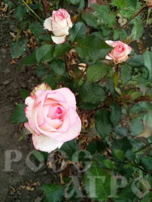 Джумилия роза фотографии