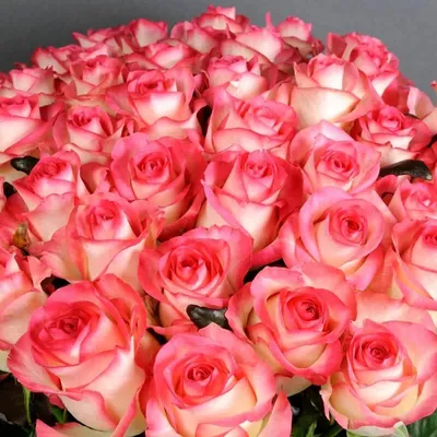 Фото розы Джумилия в формате png: идеальный выбор для прозрачного фона