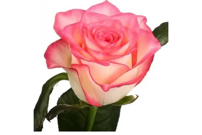 Изображение Джумилия розы: выберите размер и формат по своему вкусу
