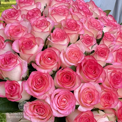 Картинка розы Джумилия: натуральная красота в каждой детали