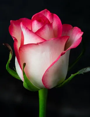 Изображение розы Джумилия: красота в каждом пикселе