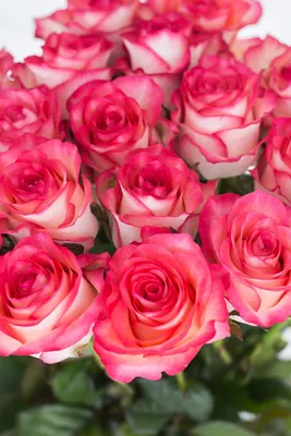 Картинка Джумилия розы: добавьте роскошь и элегантность на свою веб-страницу