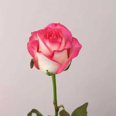 Изображение Джумилия розы: сохраните каждый момент этого прекрасного цветка
