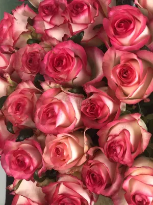 Фотка Джумилия розы: выберите формат скачивания для максимального удобства