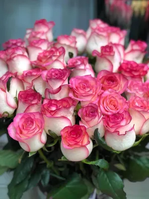 Картинка розы Джумилия: великолепное цветовое многообразие