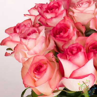 Изображение Джумилия розы: выберите оптимальный размер