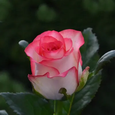 Фотка Джумилия розы: изысканная красота натуральных цветов