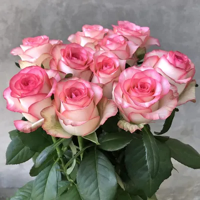 Картинка Джумилия розы: выберите желаемый формат сохранения