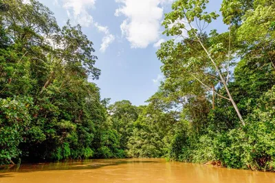 Джунглей амазонки  фото