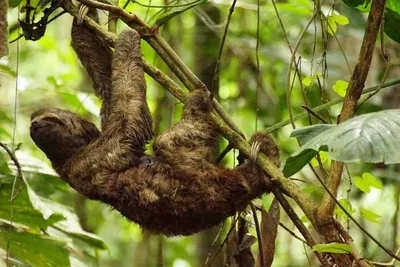 Фото Джунглей Амазонки в формате PNG