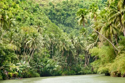 Фото Джунглей Амазонки в формате PNG для скачивания