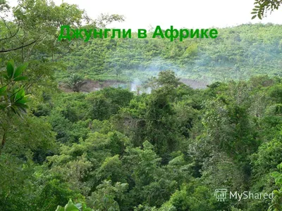 Очарование Африканских джунглей в фотографиях