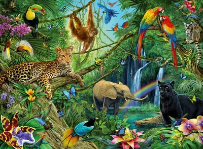 Джунгли животных  фото