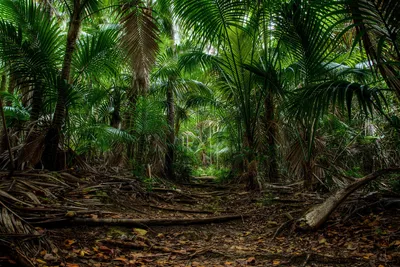 Фото Джунгли: удивительные виды в формате PNG