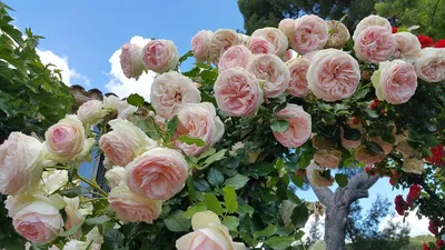 Фотка розы Эден для использования в рекламе