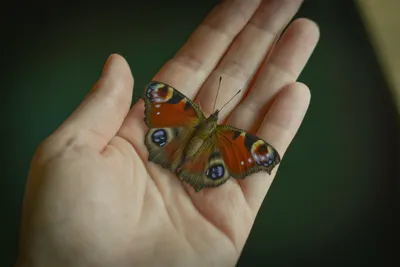 Фото эффекта бабочки: сохраните прекрасные снимки