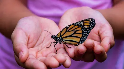 Фотка с бабочками: выберите подходящий формат для сохранения