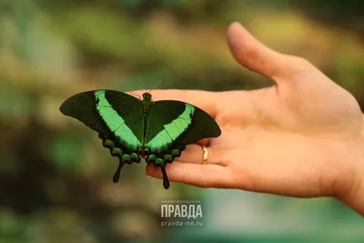 Эффект бабочки на фото: красочные и яркие изображения